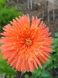 Blume so schön wie Sie stockbild Blume so schön wie Sie stockbild