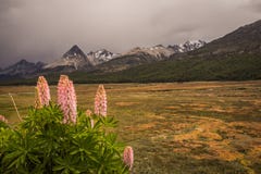 Blume von Lupines in einem Torfmoor außerhalb Ushuaia im Patagonia von Argentinien stockfotografie Blume von Lupines in einem Torfmoor außerhalb Ushuaia im Patagonia von Argentinien stockfotografie