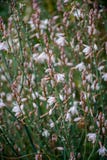 Blumen der weißen Zwiebel stockbilder Blumen der weißen Zwiebel stockbilder