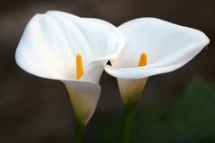 Blumen-Paare Blumen-Paare
