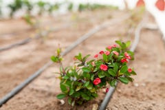 Blumen und das automatische Bewässerungssystem mit Kunststoffrohren lizenzfreie stockfotos Blumen und das automatische Bewässerungssystem mit Kunststoffrohren lizenzfreie stockfotos