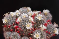 Blumen und Samen der Kaktus Mammillarianahaufnahme Stockfotografie Blumen und Samen der Kaktus Mammillarianahaufnahme Stockfotografie