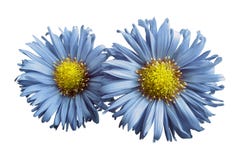 Blumen von hellblauen Gänseblümchen auf Weiß lokalisierten Hintergrund Zwei Kamille für Design Ansicht von oben Nahaufnahme Lizenzfreie Stockfotografie Blumen von hellblauen Gänseblümchen auf Weiß lokalisierten Hintergrund Zwei Kamille für Design Ansicht von oben Nahaufnahme Lizenzfreie Stockfotografie