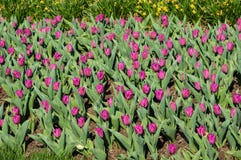 Blumenbeet von blühenden Tulpen stockbild Blumenbeet von blühenden Tulpen stockbild