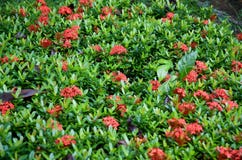 Blumenbeetanlagen von roten ixora Blumen stockfotografie Blumenbeetanlagen von roten ixora Blumen stockfotografie