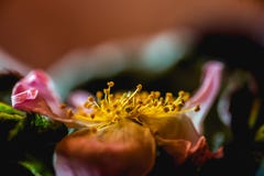 Blumenextreme Makronahaufnahme stockfoto Blumenextreme Makronahaufnahme stockfoto