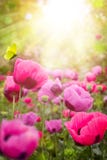 Blumenhintergrund des abstrakten Sommers stockfotografie Blumenhintergrund des abstrakten Sommers stockfotografie