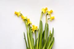 Blumenstrauß von gelben Narzissen oder von Narzisse stockbilder Blumenstrauß von gelben Narzissen oder von Narzisse stockbilder