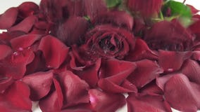 Blumenstrauß von roten Rosen mit den Wassertropfen, die auf Hintergrund des Blumenblattrückzeitlupeaktien-Gesamtlängenvideos fall stock footage Blumenstrauß von roten Rosen mit den Wassertropfen, die auf Hintergrund des Blumenblattrückzeitlupeaktien-Gesamtlängenvideos fall stock footage