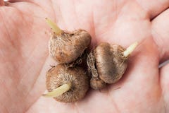 Blumenzwiebeln von den Narzissen, von Hyazinthen und von Tulpen bereit zum Pflanzen in der Hand lizenzfreie stockfotos Blumenzwiebeln von den Narzissen, von Hyazinthen und von Tulpen bereit zum Pflanzen in der Hand lizenzfreie stockfotos