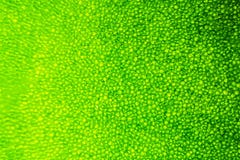 blur plant cells under microscope royalty free stock photos blur plant cells under microscope royalty free stock photos