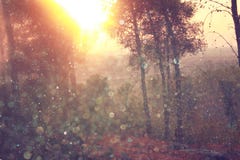 Blurred abstract photo of light burst among trees and glitter bokeh lights. filtered image and textured stock photos Blurred abstract photo of light burst among trees and glitter bokeh lights. filtered image and textured stock photos