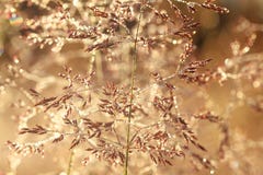 Blurred background on a summer meadow royalty free stock image Blurred background on a summer meadow royalty free stock image