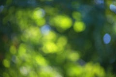 Blurred bokeh effect on a background of green tree leaves royalty free stock photography Blurred bokeh effect on a background of green tree leaves royalty free stock photography