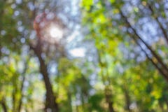 Blurred nature beautiful bokeh stock images Blurred nature beautiful bokeh stock images