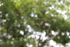 Blurred tree forest for background nature, Soft Jungle background royalty free stock images Blurred tree forest for background nature, Soft Jungle background royalty free stock images