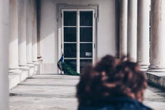 Blurred woman looking Peacock in Lazienki or Royal Baths park in Warsaw in Poland royalty free stock photos Blurred woman looking Peacock in Lazienki or Royal Baths park in Warsaw in Poland royalty free stock photos