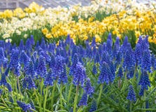 Spring flowers in shades of blue and yellow stock images Spring flowers in shades of blue and yellow stock images