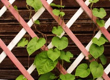Blätter auf einem hölzernen Gitter der Veranda stockfotografie Blätter auf einem hölzernen Gitter der Veranda stockfotografie