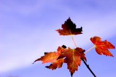 Blätter und Himmel stockfotos Blätter und Himmel stockfotos