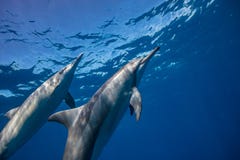 Blå havvattenbakgrund med lösa delfin royaltyfri fotografi Blå havvattenbakgrund med lösa delfin royaltyfri fotografi