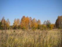 Blå ljus himmel, höst, gula träd, torkat gräs i ängen royaltyfri foto Blå ljus himmel, höst, gula träd, torkat gräs i ängen royaltyfri foto