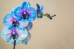 blå orchid Frunch av orkidén med de blåa blommorna royaltyfri bild blå orchid Frunch av orkidén med de blåa blommorna royaltyfri bild