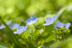 Blåa lösa blommor på defocused bakgrund - ny vårnatur arkivfoton Blåa lösa blommor på defocused bakgrund - ny vårnatur arkivfoton