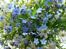 Blått för flora för skönhet för blom för blom- för modell för bukettskogblommor för kronblad för vit blomma för säsong för blad f arkivfoto Blått för flora för skönhet för blom för blom- för modell för bukettskogblommor för kronblad för vit blomma för säsong för blad f arkivfoto
