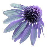 Blühen Sie ViolettTürkis Kamille auf einem Weiß lokalisierten Hintergrund mit Beschneidungspfad Gänseblümchenpurpur für Design Na stockbilder Blühen Sie ViolettTürkis Kamille auf einem Weiß lokalisierten Hintergrund mit Beschneidungspfad Gänseblümchenpurpur für Design Na stockbilder