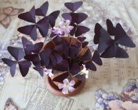 Blühen Sie, zacken Sie, Natur, Blumen, Anlage aus lizenzfreie stockfotografie Blühen Sie, zacken Sie, Natur, Blumen, Anlage aus lizenzfreie stockfotografie