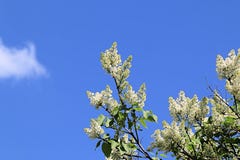 Blühende Flieder des weißen Frühlinges, die in Richtung zur Sonne und blauen zum Frühlingshimmel ausdehnt stockfoto Blühende Flieder des weißen Frühlinges, die in Richtung zur Sonne und blauen zum Frühlingshimmel ausdehnt stockfoto