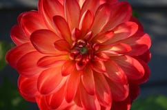 Blühende große rote Dahlienblume stockbild Blühende große rote Dahlienblume stockbild