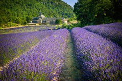 Blühende purpurrote Lavendelfelder an Senanque-Kloster, Provence, Süd-Frankreich lizenzfreie stockfotografie Blühende purpurrote Lavendelfelder an Senanque-Kloster, Provence, Süd-Frankreich lizenzfreie stockfotografie