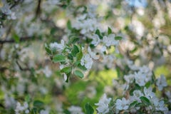 Blühende weiße Apfelbaum-Schussnahaufnahme mit Weichzeichnung stockbild Blühende weiße Apfelbaum-Schussnahaufnahme mit Weichzeichnung stockbild