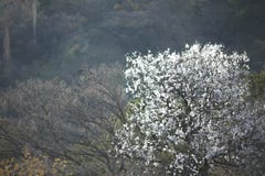 Blühender Baum des Frühlinges mit einer malerischen Ansicht des Dorfs in den Bergen lizenzfreie stockbilder Blühender Baum des Frühlinges mit einer malerischen Ansicht des Dorfs in den Bergen lizenzfreie stockbilder