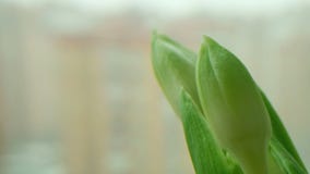 Blühender Blumenhauptabschluß oben lizenzfreie stockfotos Blühender Blumenhauptabschluß oben lizenzfreie stockfotos