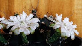 blühendes Kaktus 3 gymno lizenzfreie stockfotos blühendes Kaktus 3 gymno lizenzfreie stockfotos