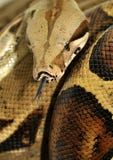 boa constrictor snake and python are same boa constrictor snake and python are same