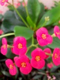 Boa vinda em casa meus hows do amor sua viagem para tomar a isto lírios foto de stock Boa vinda em casa meus hows do amor sua viagem para tomar a isto lírios foto de stock