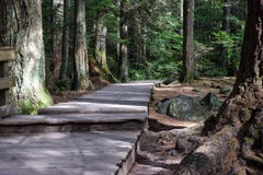 Boardwalk pathway between moss covered trees stock photos Boardwalk pathway between moss covered trees stock photos