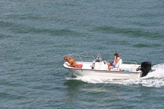 Boating Dog Royalty Free Stock Image