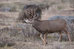 Bock för mulahjortar royaltyfri bild Bock för mulahjortar royaltyfri bild