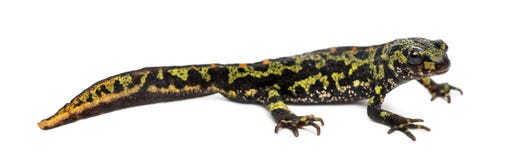 Boczny widok Marmurkowata traszka, Triturus marmoratus obraz royalty free Boczny widok Marmurkowata traszka, Triturus marmoratus obraz royalty free