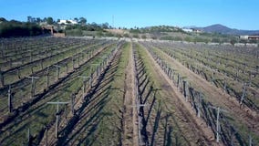 Bodegas De Santo Tomas, ferme de Santos de vignoble près d'Ensenada clips vidéos Bodegas De Santo Tomas, ferme de Santos de vignoble près d'Ensenada clips vidéos