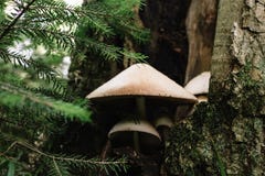 Bodemmening van het schreeuwende paddestoel groeien op een boomboomstam dicht omhoog tegen een achtergrond van schors stock afbeelding Bodemmening van het schreeuwende paddestoel groeien op een boomboomstam dicht omhoog tegen een achtergrond van schors stock afbeelding