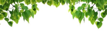 Bodhi Green Leaf Tree. Royalty Free Stock Photography Bodhi Green Leaf Tree. Royalty Free Stock Photography