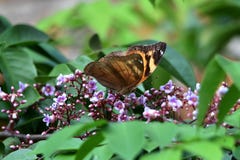 Bodied butterflies and brown wings stock photos Bodied butterflies and brown wings stock photos