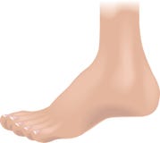 Body parts foot