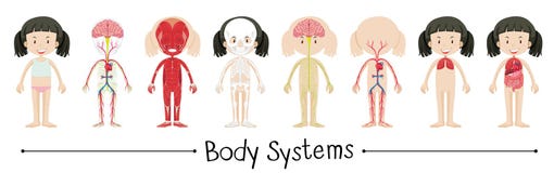 Body systems of human girl
